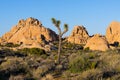 Sandstone boulders and rock formations and a lone Joshua tree