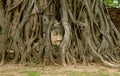 Sandstone Buddha Image`s Head Trapped in the Tree Roots at Wat Mahathat Ancient Temple, UNESCO World Heritage Site in Ayutthaya Royalty Free Stock Photo