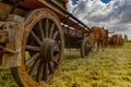 Closeup of an ox-wagon and bullocks on a field at Sandstone Estates