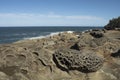 Sandstone Formations at Shore Acres State Park, Oregon