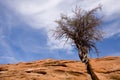 Sandstone and Juniper tree Royalty Free Stock Photo