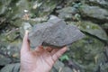 Sample of fine-grain gray sandstone rock in a hand of a geologist.