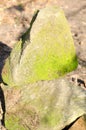Sandstone stand on each other with moss on the stone
