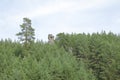 Sandstone tower near by pine tree in forest
