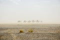 Sandstorm in the Sahara desert, Morocco. Silhouette of dromedaries of the Bedouin population. Merzouga desert
