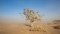 Sandstorm and tree