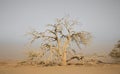 Sandstorm and tree