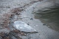 A sandstrand with dusk laying on the sand. A symbol for the world wide littering. plastic bag, sandy beach, litter