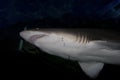 Sandtiger shark (Carcharias taurus) Royalty Free Stock Photo