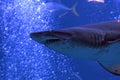 Sandtiger shark, Tokyo, Japan Royalty Free Stock Photo