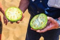 African horned cucumber, kiwano , traditional food plant in Africa. Sandwich Harbor, Namibia