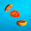 Sandwich made of grapefruit and daisy flower. Minimal junk food concept. Royalty Free Stock Photo