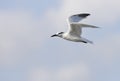 Sandwich Tern