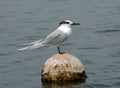 Sandwich tern Royalty Free Stock Photo