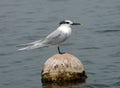 Sandwich tern