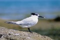 Sandwich tern birds