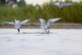 Sandwich Tern and Common Tern.