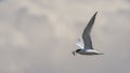 Sandwich Tern with Fish Royalty Free Stock Photo