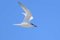 A sandwich tern in flight blue sky Royalty Free Stock Photo