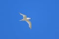 A sandwich tern in flight blue sky Royalty Free Stock Photo