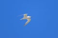 A sandwich tern in flight blue sky Royalty Free Stock Photo