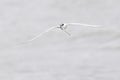 Sandwich tern in flight with a caught fish Royalty Free Stock Photo