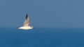 Sandwich Tern in Flight over Clear Blue Sea Royalty Free Stock Photo