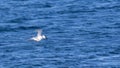 Sandwich Tern Soaring over Sea Royalty Free Stock Photo