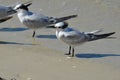 Sandwich Tern Standing on the Beach in Florida Royalty Free Stock Photo