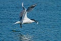 Sandwich Tern (Thalasseus sandvicensis )