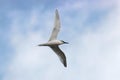 Sandwich tern Thalasseus sandvicensis in flight under blue sky with clouds. Royalty Free Stock Photo