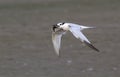 Sandwich tern (Thalasseus sandvicensis) flying with a fish.