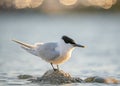 Sandwich tern (Thalasseus sandvicensis) is a tern in the family Laridae. Royalty Free Stock Photo