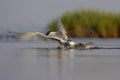 Sandwich Tern (Thalasseus sandvicensis ). Royalty Free Stock Photo