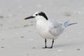 Sandwich Tern in winter plumage on a Florida beach