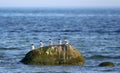 Sandwich terns Royalty Free Stock Photo