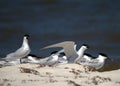 Sandwich Terns socializing Royalty Free Stock Photo
