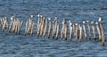 Flock of Sandwich terns Thalasseus sandvicensis at Pomorie salt lake