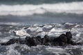 Four sandwich terns Thalasseus sandvicensis resting on a rock by the sea in Lanzarote. The Canary Islands, Spain