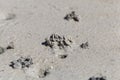 Sandworm casts, Arenicola marina