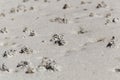 Sandworm casts, Arenicola marina