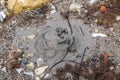 Sandworm hole on a Danish beach