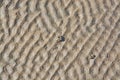 Sandworm pattern Royalty Free Stock Photo