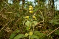 Sandwort, thyme-leaf sandwort or Arenaria serpyllifolia