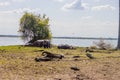 Sandy area with mopane tree around, a sunlit seascape, and cloudy sky background