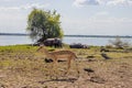 Sandy area with mopane tree and impala around, a sunlit seascape and cloudy sky background