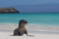 Sandy baby sea lion beach