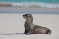 Sandy baby sea lion pose