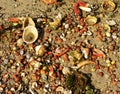 Sandy background with assorted shells and crabs