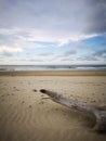 Tree branches being washed up on sea shore during the low tide. Royalty Free Stock Photo